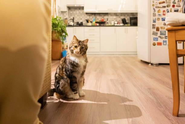 istock Cat standing on parquet floor at home. 1382459474