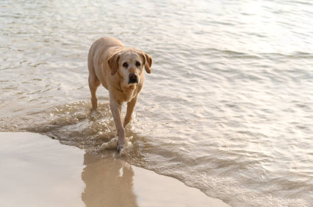 From above adorable Labrador Retriever with tongue out standing on wet sandy beach near waving sea