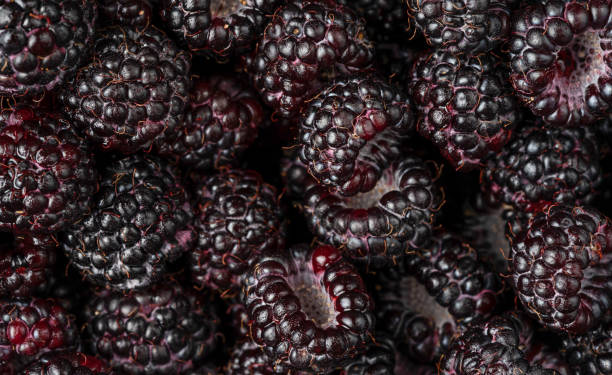 istock Black raspberries background. Top view, overhead. 1382460951