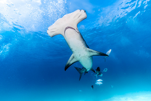 Underwater image of Great Hammerhead shark in the blue ocean off Bimini, The Bahamas. Killing due to misconception of sharks as well as unsustainable fishing to obtain its fins has led to  a dramatic collapse in shark populations worldwide. As a consequence the hammerheadshark as well as other species of sharks are now critically endangered.