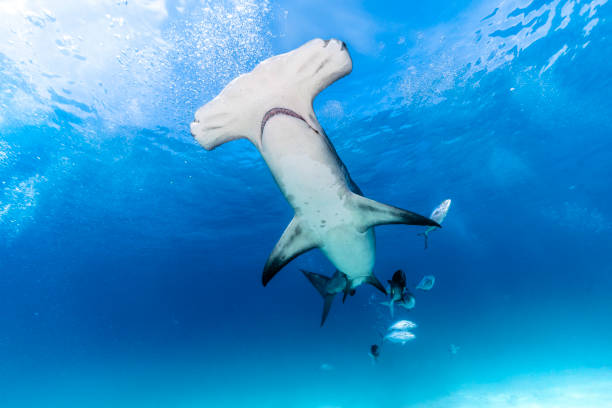 Hammerhead Shark Underwater stock photo