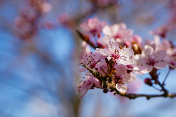 istock Cherry plum blossoms in the spring 1382471599
