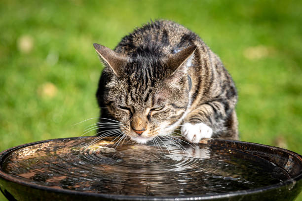 A domestic cat lapping water from a bird bath