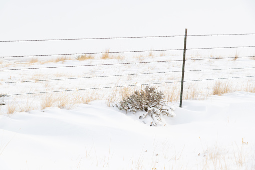 Beauty in snow banks against barbed wire fence along ranch country road way out there in Montana in northwest United States of America (USA). John Morrison Photographer