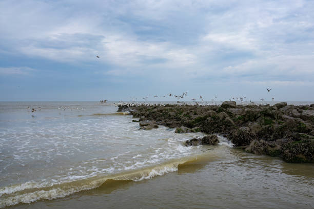 istock Seagulls at a breakwater in the North Sea 1382481731