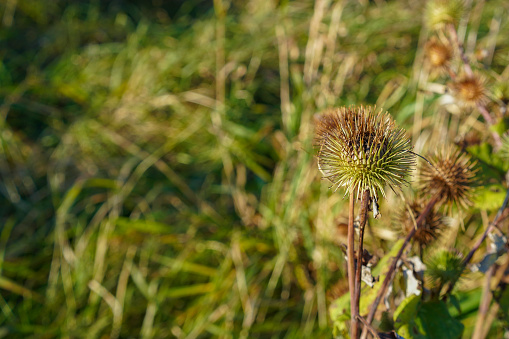 Arctium plant in the autumn