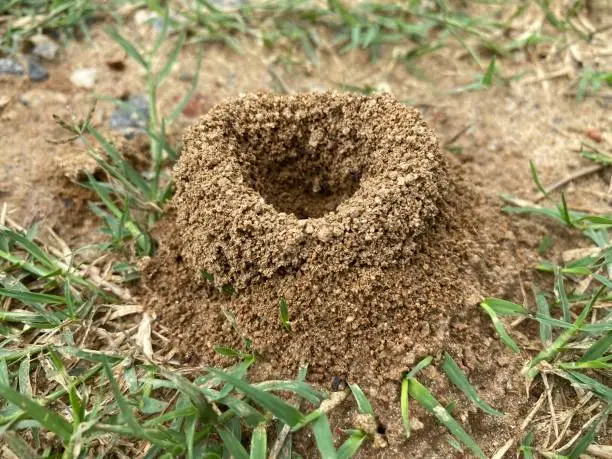 Photo of Anthill