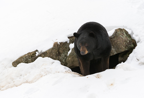 El oso negro despierta después de un largo invierno photo
