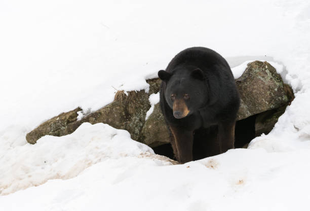 Black Bear Awakens After a Long Winter A black bear emerges from his den after a long cold winter in Northern Quebec hibernation stock pictures, royalty-free photos & images