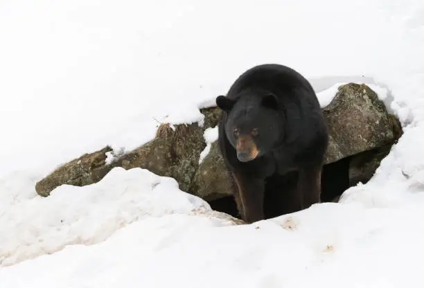 A black bear emerges from his den after a long cold winter in Northern Quebec