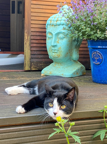 A female Tuxedo Cat near a thistle with a pottery manufacturer brand in the background.