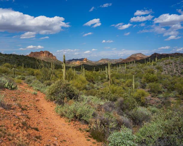 istock Along the trail in the desert 1382492246