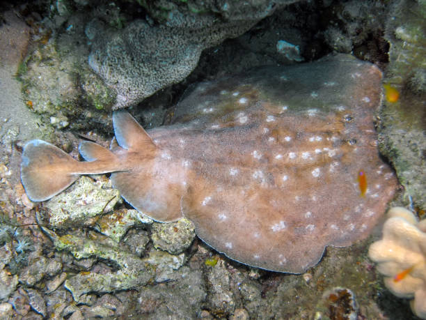 istock A Marbled Torpedo Ray (Torpedo marmorata) in the Red Sea, Egypt 1382493575