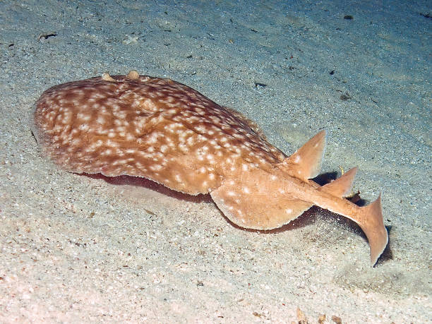 A Marbled Torpedo Ray (Torpedo marmorata) in the Red Sea, Egypt stock photo