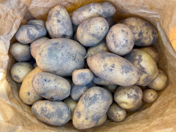Organic Potato Harvest stock photo