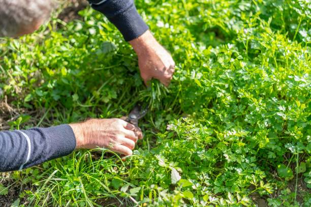 Man who collects parsley from garden