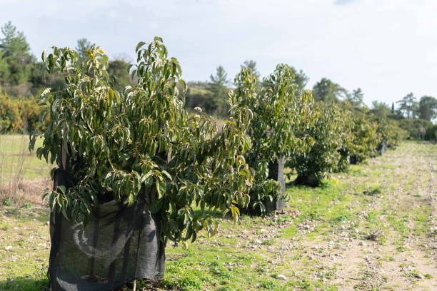Avocados Plantation rows of avocado trees.