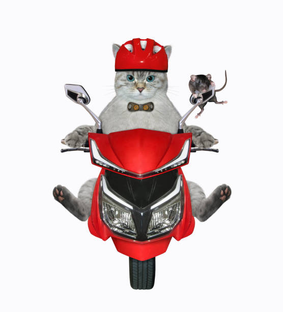 istock Cat ashen with rat rides red moped 1382498136