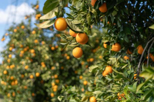 istock Ripe Valencia oranges on tree in orange garden 1382498201
