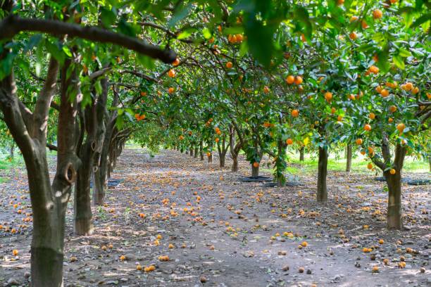 istock Harvest time on orange trees orchard in Turkey 1382499786