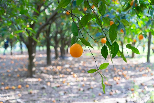 Harvest time on orange trees orchard in Turkey, ripe yellow Valencia oranges citrus fruits hanging op tree