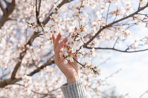 Close up women hand holding almond bloom