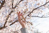 Women hand holding almond bloom