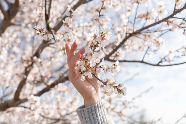 Women hand holding almond bloom stock photo