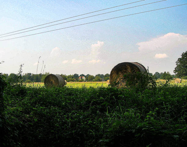 Bales of hay in the field