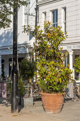 Potted Plant at The Pantiles of Royal Tunbridge Wells in Kent, England. There is a commercial sign in the background.
