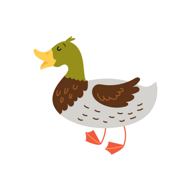 urocza kaczka z postacią ptaka - duck beak humor drawing stock illustrations