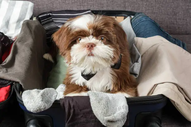 Photo of Shih tzu puppy with bow tie, on an open suitcase (top view).