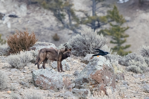 Grey wolf watching visiting raven in Yellowstone National Park in Wyoming and Montana in northwestern United States of America (USA). John Morrison Photographer