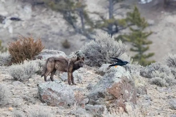Photo of Grey wolf watching visiting raven close by
