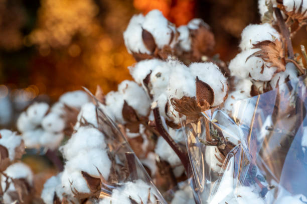 白い綿花のクローズアップブランチ。繊細なド�ライコットンの花束アムステルダム市場 - cotton flower textile macro ストックフォトと画像