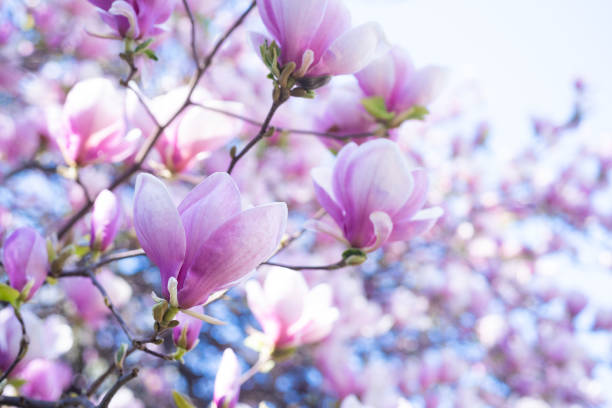 istock pink flowers of blooming magnolia tree in spring. macro 1382525264