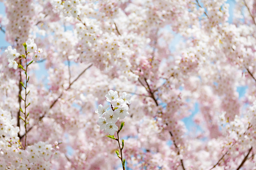 blossom background of sakura tree in summer.