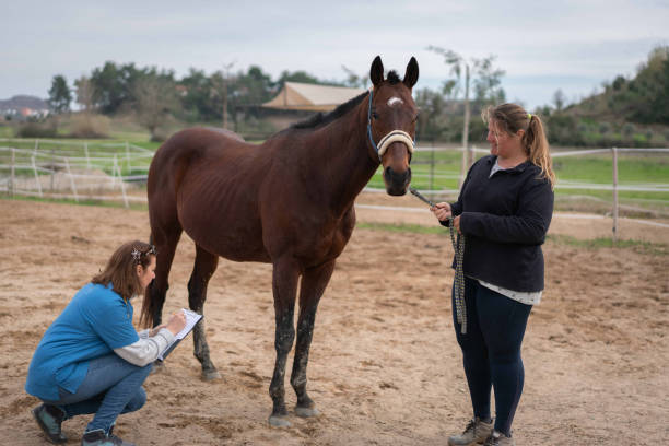istock veterinarian and horse owner examining horse's performance in paddock. 1382527005