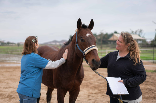 The veterinarian listens to the horse's heartbeat after the running and examines its performance in the paddock.