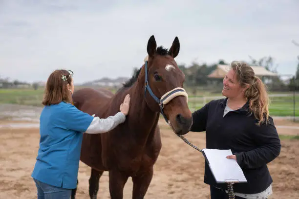 Photo of The veterinarian listens to the horse's heartbeat and examines its performance in the paddock.