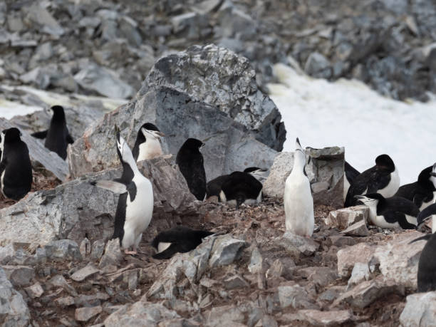 istock Orne Harbor, Graham Land, Antarctic Peninsula. Antarctica 1382528644