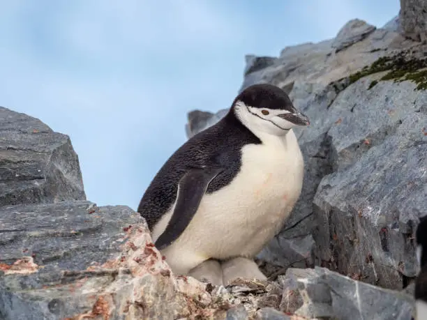 Photo of Closeup of a chinstrap penguins nesting on their rookeries high in the mountains of Orne Harbor, Graham Land, Antarctic Peninsula. Antarctica