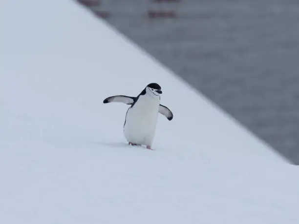 Photo of A chinstrap penguin on its arduous uphill walk on the snow back to its rookery, Orne Harbor, Graham Land, Antarctic Peninsula. Antarctica