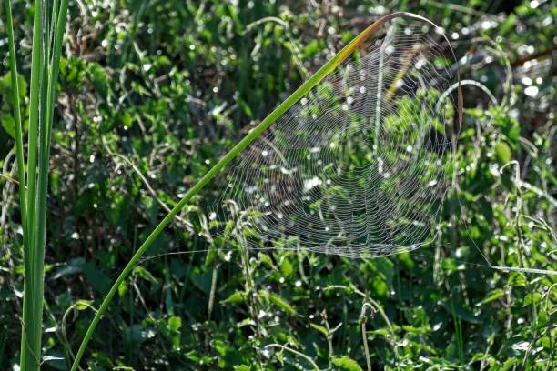 lama di sawgrass che si inchina sotto il peso della ragnatela allacciata alla rugiada - spider web natural pattern dew drop foto e immagini stock