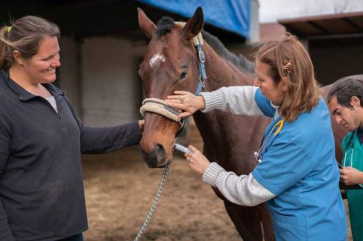 Female Veterinarian and Assistant talking with Horse Owner about horse gut care and parasites.middle-aged veterinarian and horse owner treating brown sick horse in barn