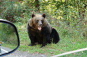 Female, adult brown bear next to the road, close to a car