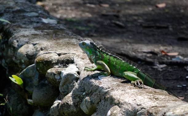 istock Green Iguana Manual Antonia National Park 1382532792