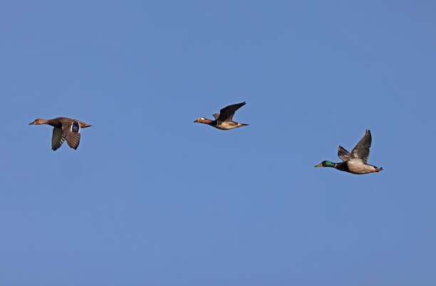 istock Mandain and Mallard Ducks in flight 1382532806