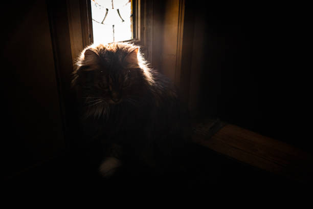 istock Silhouette of a kitten in front of window with dramatic lighting with a black background stock photo 1382542108