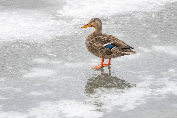 Mallard hen duck walking on ice on Lamar River in Lamar Valley in Yellowstone National Park in Montana and Wyoming in the United States of America (USA). John Morrison Photographer